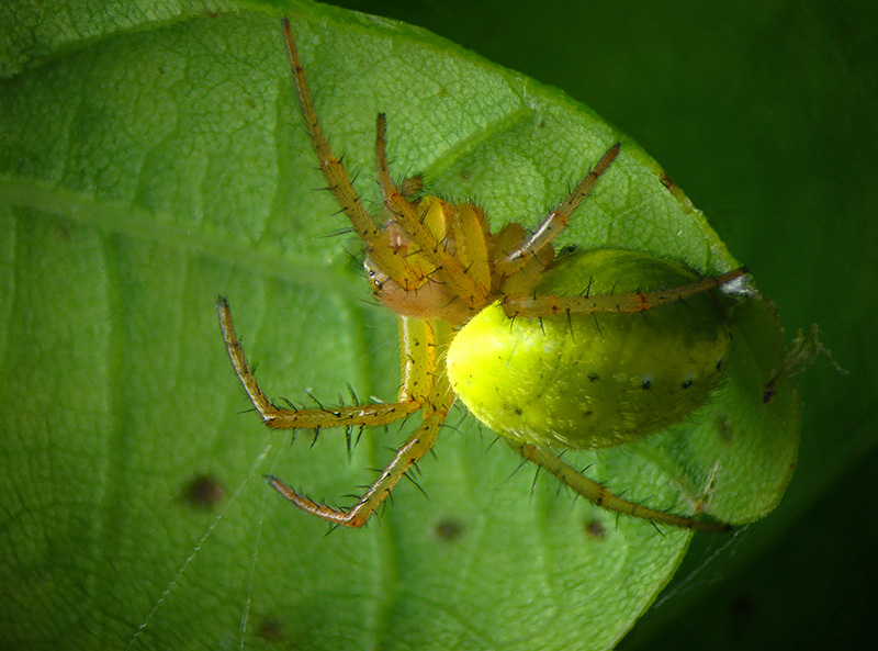 Araniella opisthographa